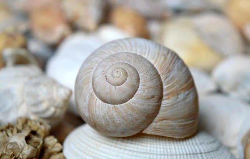 Seashell Decor
